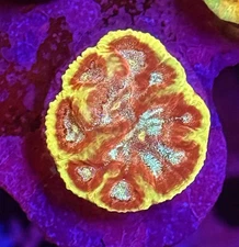 Live Coral Favia WYSIWYG