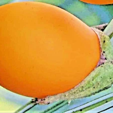 50+ GOLDEN EGGPLANT SEEDS RARE HEIRLOOM | NON-GMO | INDOOR HOUSEPLANT 🌱 GARDEN