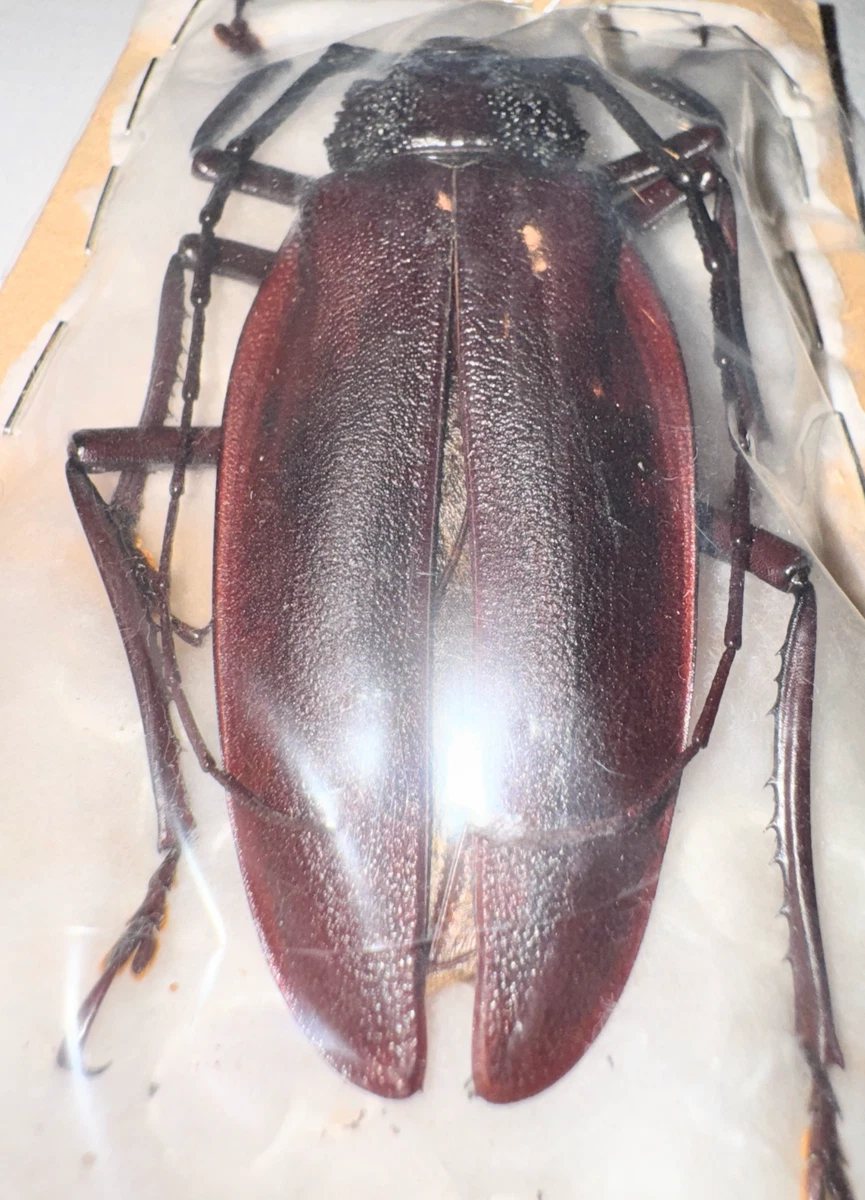 Cerambycidae Beetle for sale | eBay