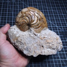 Aturia sp. Nautilus Ammonite  Fossil fossilien lot Mollusk