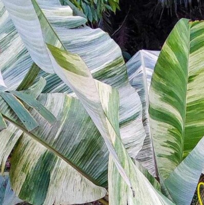 Musa Variegata 8 Samen | eBay.de