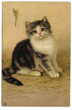 Tuck's Artist Drawn Chromo Postcard of a Kitten Cat Posted 1906