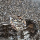 Swarovski Silver Crystal Faceted Clear Walrus 7620 Figurine w/ Box & Certificate — photo 6