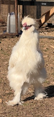 Silkie Fertilized Hatching Eggs  6 Eggs 