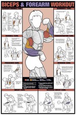 BICEPS FOREARM WALL CHART Professional Weight Training Fitness Gym 24x36 POSTER