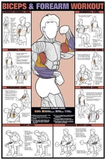 BICEPS FOREARM WALL CHART Professional Weight Training Fitness Gym 24x36 POSTER