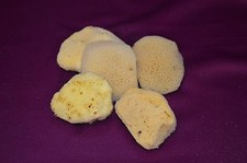 LOT of 5 NATURAL 2.5" -3" SILK SEA SPONGES / BARGAIN  From KALYMNOS, GREECE