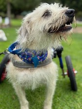 NEW Cool Dog Gaiter Size Medium - PURPLE/MULTI COLOR