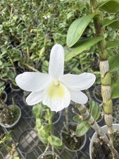 Dendrobium Angel Baby Nobile Type Den. 4  Orchid Plant