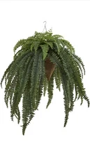 50” Giant Boston Fern Plant in Hanging Cone Basket Home Decor. Retail $226