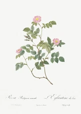 Eglantine - Wild Rosehips - 1800's - Pierre Joseph Redoute - Illustration Poster
