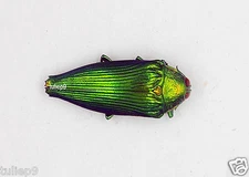 Beetle -Buprestidae - Jewel Beetle -Bellamyola mouhoti (MorF) -  Malaysia - Rare