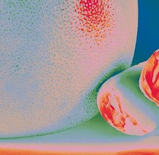 Citrus Citrus Albedo Massima (Vinyl) 12" Album (US IMPORT)