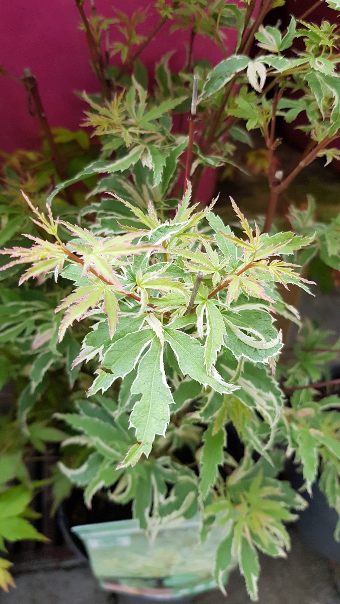 Acer palmatum Butterfly Érable du Japon pour terrasse d'inspiration zen