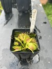 Venus Flytrap Wave Clip - Carnivorous Plant - Diflora Cultivar🔥 — photo 1
