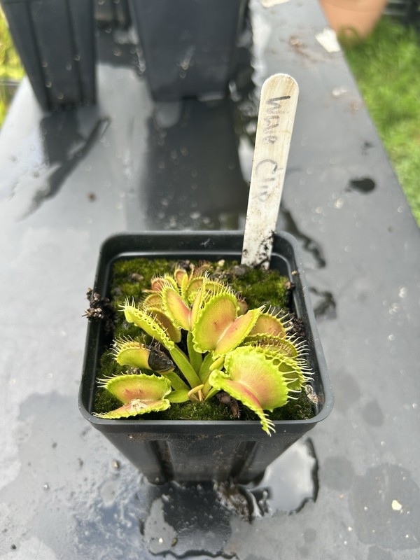 Venus Flytrap Wave Clip - Carnivorous Plant - Diflora Cultivar🔥