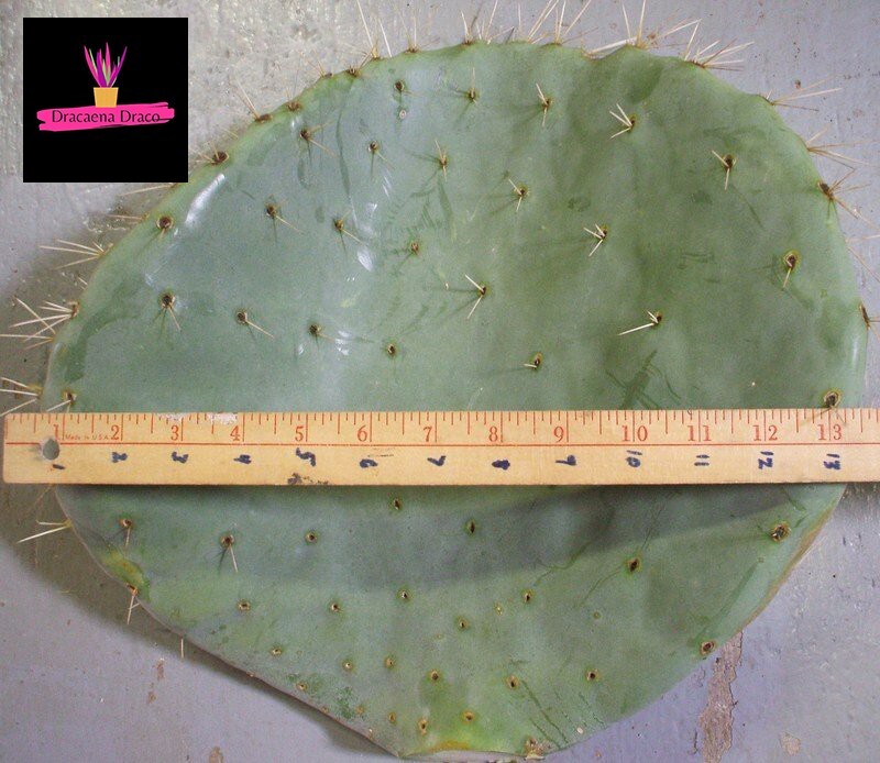 Pianta Grassa Opuntia Robusta 'Topolino' – Talea Di Ficodindia Dalle Pale Tonde – 20/30 Cm - Foto 2