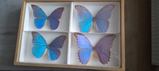 4 PAPILLONS MORPHO DIDIUS BLEU