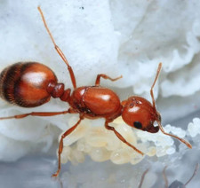 Solenopsis Invicta Queen ant With Lots of Brood 29 FAST SHIPPING
