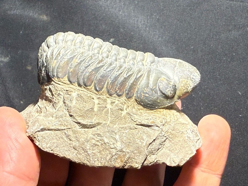 Nice 3" Reedops cephalotes hamlagdadianus Trilobite from the Devonian of Morocco