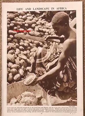 Zubereitung von Kakaoschoten, Nigeria, Afrika, Buchillustration, um 1953