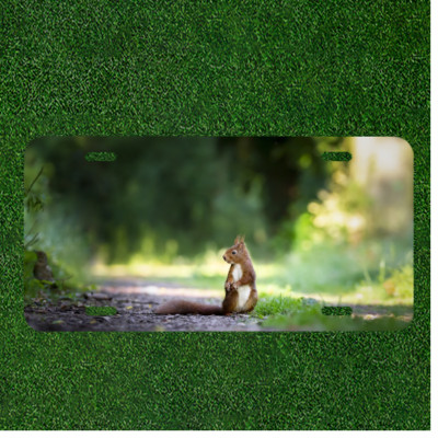 Creative Cute Squirrel On Custom License Plate Front Car Auto Tag Vanity USA