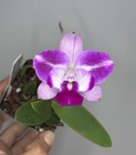 NEW! Unreleased 2027 Cattleya (C. Mem. Jerome Schultz x Slc. Cosmic Future) — photo 1