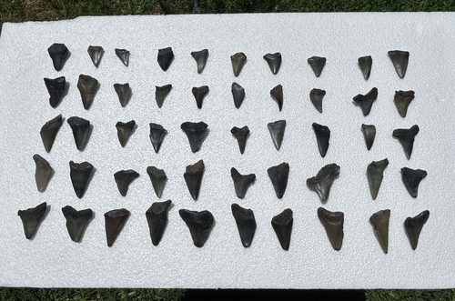 Megalodonte fossile Mako Angustidens denti di squalo LOTTO DI 50 squali Carolina del Sud - Foto 14 di 17
