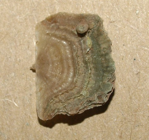 Orthidium lavaensis - Low Ordovician (Floian) Orthid brachiopod - Picture 6 of 11