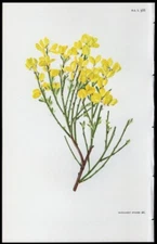 c1981 Curtis Botanical Magazine - Margaret Stones Print Cytisus Beanii