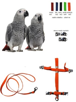 Elastic Harness Metal Detachable Buckles Adjustable Parrots Ash