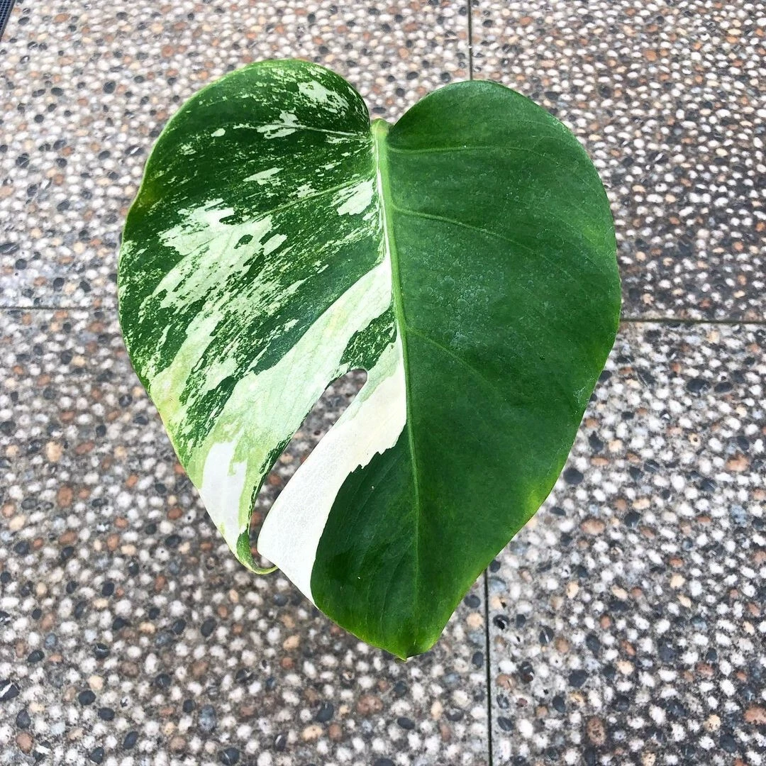 Monstera Variegated Albo 1 Leaf Free Syngonium Pink Splash | eBay