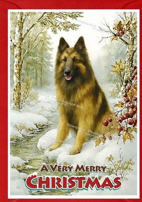 Belgischer Schäferhund (Tervueren) Weihnachtskarte (4'' x 6'') - innen leer
