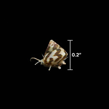 Captive-Bred Collonista Snails (Mini Trochus) – Live Reef-Safe Cleanup Crew