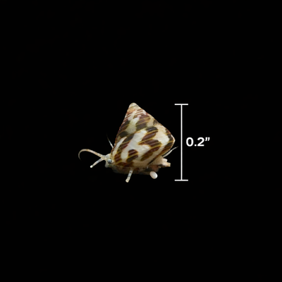 #ad #ad Captive Bred Collonista Snails Mini Trochus – Live Reef Safe Cleanup Crew $1.95