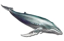 Humpback Whale Magnet Wooden