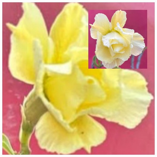 50 Desert Rose Seeds MIXED Purple & Yellow Adenium Obesum Seeds from Australia - Picture 6 of 9