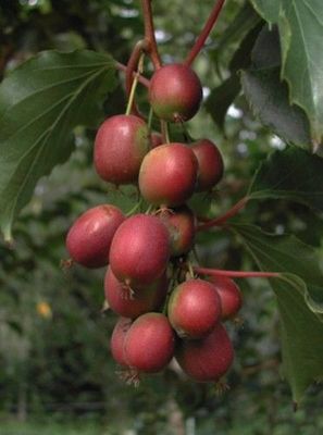 Staudensamen Garten Terrasse Gartenbaum Immergrun Farbenfroh Ganzjahrige Exotische Samen Tulpenbaum Patronlarinensesindeyiz Org