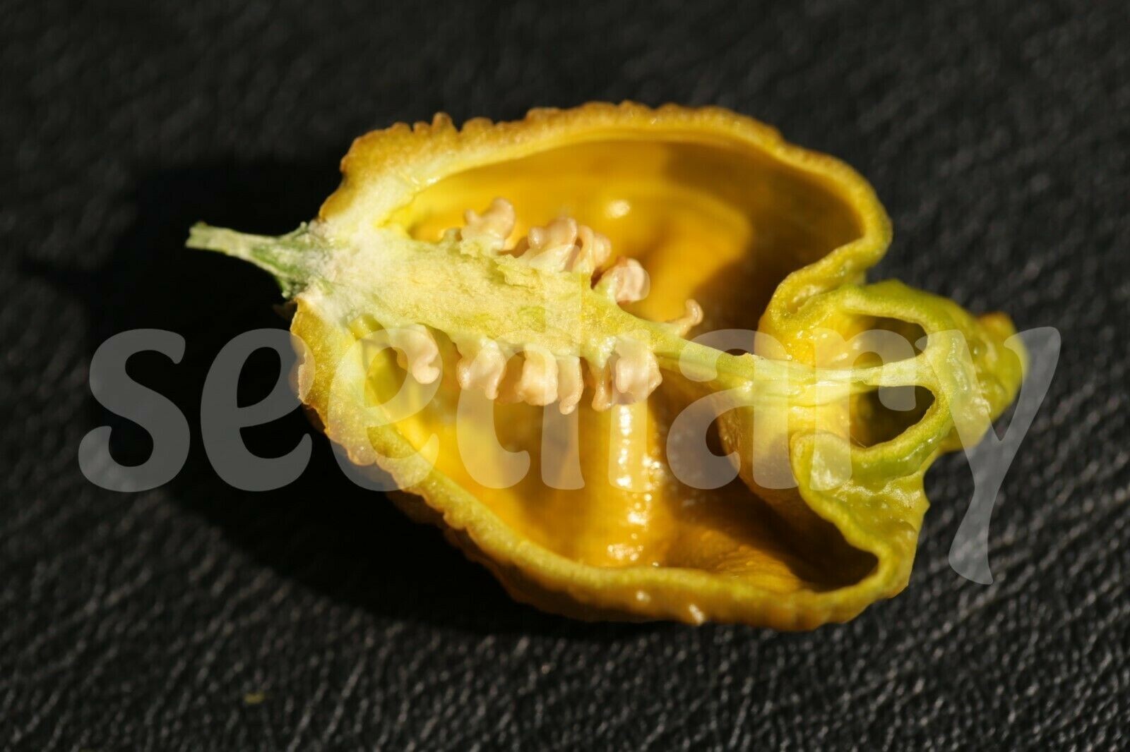PEPPER X UNOFFICIAL WORLD HOTTEST PEPPER / 3.180.000 SCOVILLE UNITS