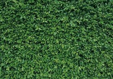 7x5.5ft Polyester Spring Greenery Leaves Grass Nature Photography Backdrop Gr...