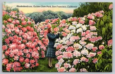 c1940s Rhododendrons Golden Gate Park San Francisco California Postcard