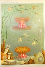 Sea Anemone Print 1800s Antique Zoological Color Plate Illustration