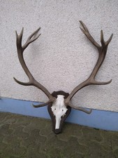 Hirschgeweih 12 Ender Abwurfpassstangen auf Kunstschädel mit Brett