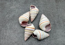 Candy Cane Landsnail Shells Colorful Striped (5 shells approx. 1+ inches)