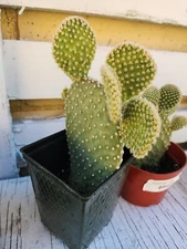 Bunny Ears Opuntia Microdasys Cactus Small Starter LIVE Plant