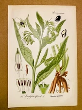 1886 ANTIQUE PICTURES LITHOGRAPH ART PRINT BOTANY FLOWER FLORA NATURE DECO PO...