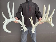 Giant 217" 25 Point  Whitetail Deer Shed Antlers Sheds Horns Rustic   taxidermy