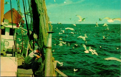 Dinner for the Seagulls Cape Cod Massachusetts MA UNP Chrome Postcard E5