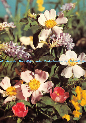 D042919 Bunte Blumen. Anco. Postkarte
