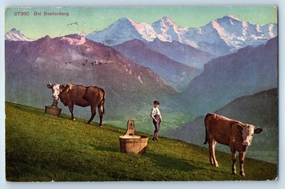 Bern Switzerland Postcard Bei Beatenberg Cow Mountain Basket c1910 Posted